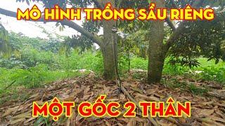 Học tập Mô hình trồng sầu riêng thân hai gốc tại krong năng dak lak