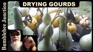 Drying Gourds From Our Fall Garden Harvest To Make Dried Gourd Art