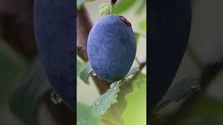 Homestead Albania - Plum buds to compote #shorts