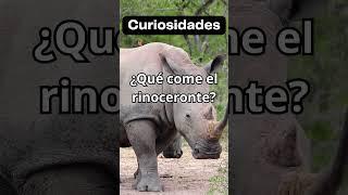 Qué come el Rinoceronte?  #explicatodo #rinoceronte #animales #shorts