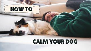 How I Calm My Dog Down In 30 Seconds (Very Relaxing)