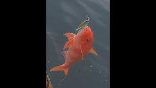 Red hot shallow bottom fishing tungsten jig action off Oahu