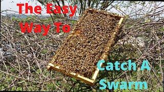 The EASY Way to Catch a Honey Bee Swarm!