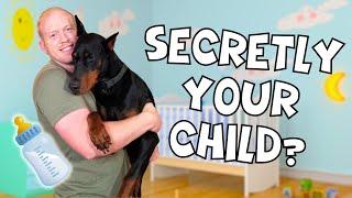 17 Signs Your Doberman Secretly Sees You as Their Parent