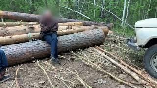В Иркутской области полицейскими пресечена незаконная рубка леса под видом расчистки деляны