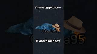 Утка не сдержался и..(часть-2) #minecraft #minecraftshorts