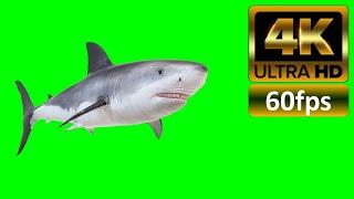 Shark Attack Green Screen 4K 60fps ULTRA HD