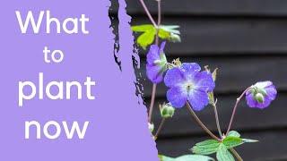 8 Beautiful Border Plants + Expert Planting Tips!