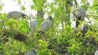 OH WOW BABY FAMILY#birds #baby #nature #wildlfe