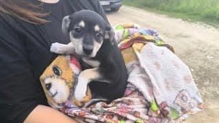 Привезли плаксу.Один в поле. They brought a puppy. One in the field.