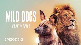 Wild Dogs Pack VS Pride E2 | Lion documentary | wildlife documentary in English | Animal Earth