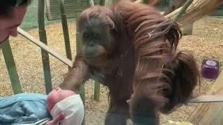 Louisville Zoo orangutan asks to see newborn