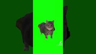 Show this to your cat #cat #brainrot #catsoftiktok #fyp #viralvideo #cats #tiktok