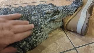 Варвара Нильский Крокодил