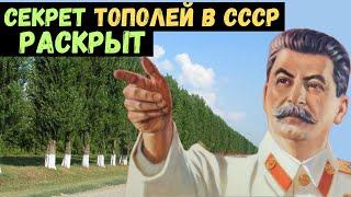 Почему в СССР специально выращивали тополя?