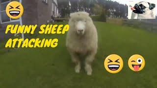 Funny Crazy Sheep-Goat Attacking Human Compilation Funniest Animals Videos️ Goat attacking people