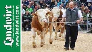 BVN Bullenparade 2015 | landwirt.com