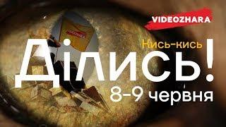 Зустрічай найбільшу тусовку фанатів онлайн-відео — VIDEOZHARA 2019!