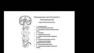 Путь болевой и температурной чувствительности