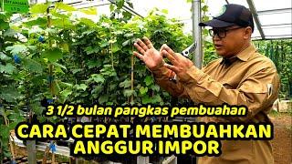 CARA ANGGUR IMPOR CEPAT BERBUAH || 3 1/2 Bulan Pangkas Pembuahan