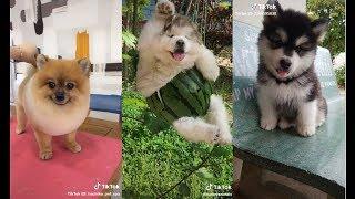 THÚ CƯNG siêu lầy cân cả thế giới // TikTok Animal // TikTok Việt Nam