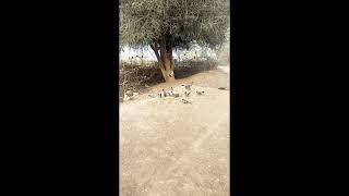 cute Bulbul bird, Bulbul birds forest hunting