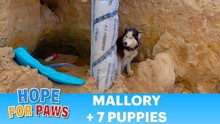 Abandoned Husky and puppies rescued just in time! 