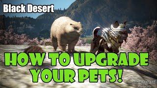 [Black Desert] How to Upgrade / Raise Your Pet Tier