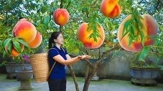 How To Harvest Peach & Goes To Market Sell | Harvesting And Cooking | Lý Song Ca