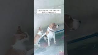 Cat Gives Dog a Massage #shorts