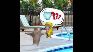 BANANA CAT  BABY GOES SWIMMING AND DIAPER WAS STOLEN #catmemes #cat #bananacat #shorts #fyp