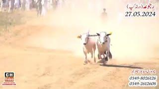 Malik Video Bull Race 27-5-2024 Shikari First Number