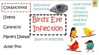 Birds Eye Infection (Conjunctivitis): Symptoms, Diagnosis & Treatments