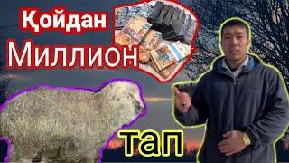 Қой байлап 1,000,000 тап. Қой бордақылау пайдалы ма?