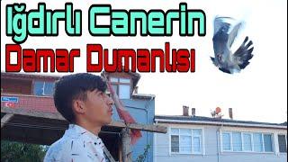 Iğdırlı Canerin, Damar Dumalısı. Darıca Oyun Kuşu Kümesleri.