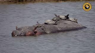 Terrapins Take a Hippo Taxi!