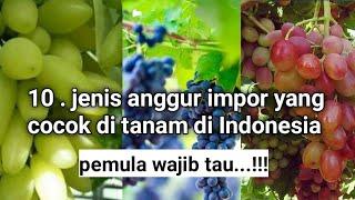 jenis anggur impor yang mudah berubah di Indonesia @UjmPwdFarm