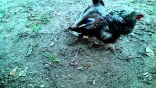 Duck doing chicken