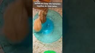 Please Never Keep Two Hamsters Together! -TikTok Trend Hamster Edition ️