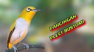 Call Dobel Pleci Bustomi Memancing Bunyi