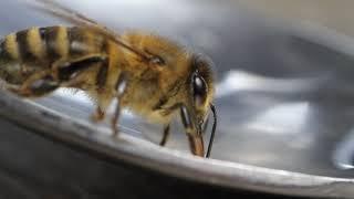 I rescued an exhausted Honey Bee