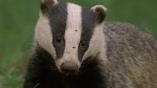 Underground Labyrinth Of Badgers | Natural World: Badgers - Secrets Of The Sett | BBC Earth