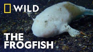 Frogfish: Master of Disguise| Wild, Smart and Deadly | National Geographic Wild