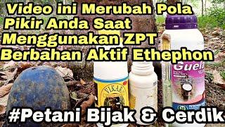 Rubah Pola Pikir Anda Saat Menggunakan ZPT / Perangsang Getah Berbahan Aktif Ethephon Pd Kebun Karet