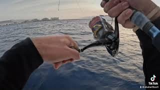 Eilat jigging amberjack fishing narko 