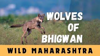 Wolves of Bhigwan | Rare Indian Wolf Sighting | Maharashtra | Wildlife photography | Birding