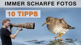 Wie du schärfere Vogelfotos erhältst (10 Tipps & häufige Fehler)