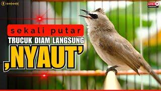 trucukan gacor TARUNG ROPEL PANJANG pancingan trucukan agar bunyi jadikan burung trucuk gacor NYAUT