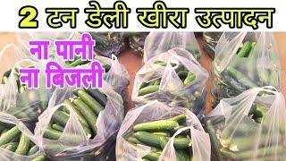 खीरे की खेती । how to grow cucumber in green house । kheera ki kheti । cucumber farming