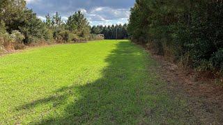 Growing Food Plots Is Not Difficult!! | Florida Deer Herd Management